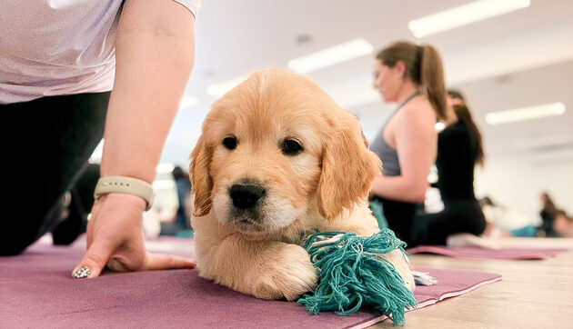 Puppy Yoga @ Pawra Studio