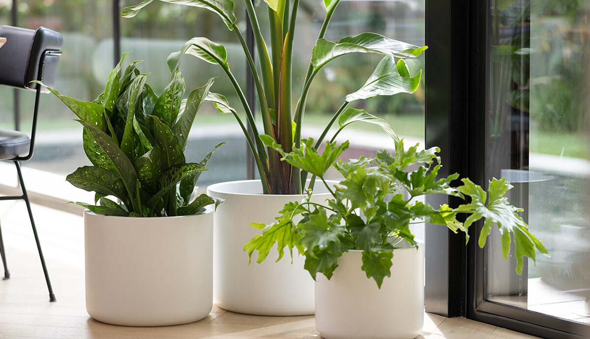 DIY Pots & Plants